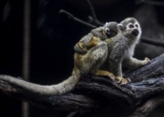  Lab monkeys found, killed after fleeing road crash 