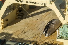 Japan on brink of IWC pullout after commercial whaling comeback blocked