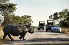African tourism alarmed by rhino, elephant losses