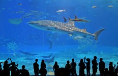 Plastic-filled whale a wake-up call to reduce waste