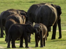 Sri Lanka train kills mother elephant, two calves