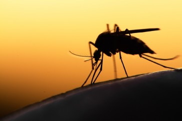 Microplastics may enter foodchain through mosquitoes