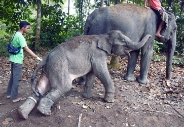 Flooding forces elephants to enter residential area