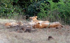 India probes death of 12 endangered lions