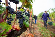 Wine-making on the Weingut Friedrich Becker Estate as German Pinot Noir popularity leaps
