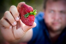 Braetop Berries strawberry farmer Aidan Young holds a strawberry on his farm in the Glass House Mountains in Queensland on September 20
