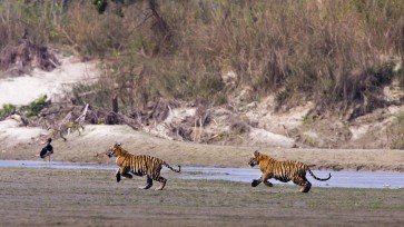 Tiger population nearly doubles in Nepal
