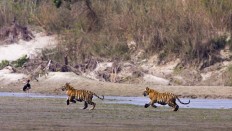Tigers dwindling: Just six sub-species remain, says study
