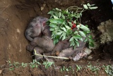 Elephant calf dies 4 months after being wounded by trap  