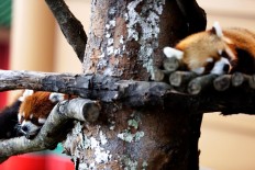 Taman Safari Indonesia welcomes new red panda cub