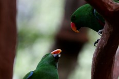 21 new species added to Indonesian bird collection&nbsp;