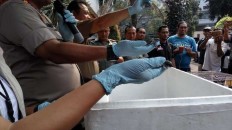 Man in possession of 128 endangered turtles arrested in Jakarta