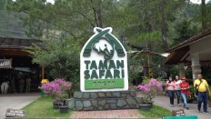 Taman Safari Indonesia (Bogor) is one of three safari parks in Indonesia and is located in the mountainous area of Cisarua, Bogor regency, West Java.