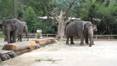 Taman Safari Indonesia to hold animal parade to celebrate Independence Day 