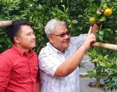 Rizal Fahreza (left) and his mentor in the orange farming business, Achmad Syamsudin, pick oranges in the EPTILU education garden in Garut, West Java.