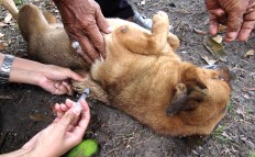 Pit bull quarantined, may be put down after attacking security guard