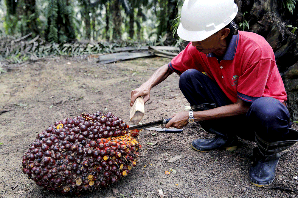 马来西亚最大的棕榈油生产商警告厄尔尼诺现象可能会影响产量-经济