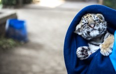 An animal caregiver carries a Bengal tiger cub on Thursday in the Bandung Zoo in Bandung, West Java. Bandung Mayor Oded M. Danial named the female tiger cub, born on Aug. 22, 2025, Donggalah.