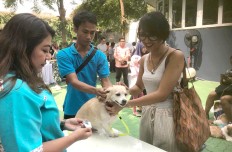 Jakarta to launch rabies prevention campaign
