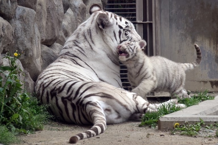 White tiger mauled to death after 'getting into zoo's Bengal tiger