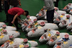 First tuna auction at Japan's 'new Tsukiji' market