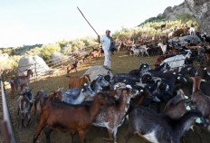 Goat brigades help battle Portugal's deadly wildfires
