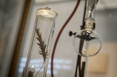 An ear of rye infected with the fungus ergo is seen during an exhibition entitled 'LSD, the 75 Years of a Problem Child' at the Swiss National Library on September 21, 2018 in Bern. 