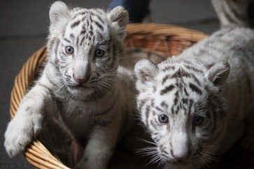 China purrs over white tiger triplets