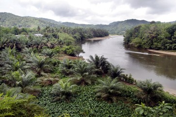 The last bastion of Sumatran tigers