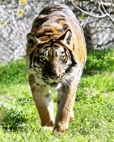 A Sumatran tiger. 