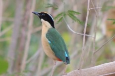 Endemic birds of Flores' Poco Ndeki face extinction owing to illegal hunting