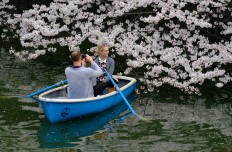 Japan's famed cherry blossoms make unexpected appearance