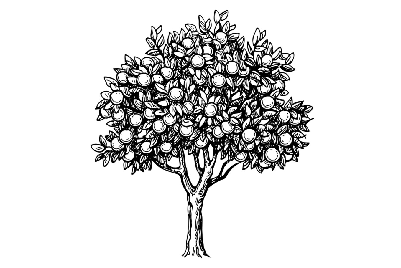 Lemon Tree Illustration