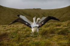 Giant mice threaten rare seabirds on remote British island