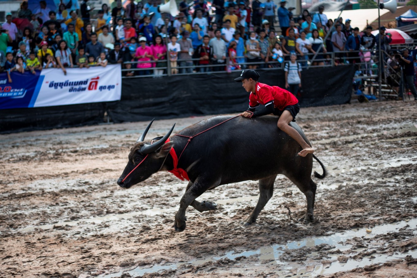 Buffaloes plough through annual Thai racing festival - & Culture - The Jakarta Post