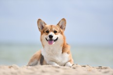 Exhibit promotes animal welfare to pet owners