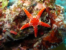 A Scene from underwater sea 