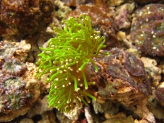 Collective effort, political will key to protecting Arafura, Timor seas' marine heritage