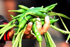  A handful of green chili. JP/Boy T. Harjanto