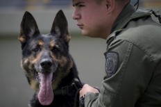 Colombian drug-sniffing dog Sombra (Shadow) is seen at El Dorado International airport in Bogota on July 27, 2018. Dogs can be trained to sniff out certain cancers, people at risk of a diabetic coma and now, children with malaria just by smelling their socks, researchers said Monday.