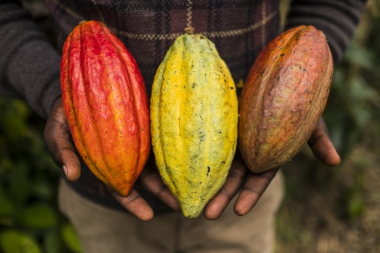 A SCAK Kivu worker holds cacao pods on Nov. 15, 2016, at the company's processing plant in Beni, Democratic Republic of Congo. 