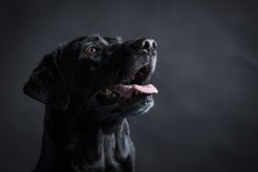 Therapy dogs giving comfort at dementia cafe in Tochigi