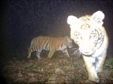 This handout photograph taken by a camera trap on February 16, 2018, and released by Nepal's Department of National Parks and Wildlife Conservation (DNPWC) and World Wide Fund for Nature (WWF) shows Bengal tigers in the Shuklaphanta National Park, some 510 kilometers from Nepal's capital Kathmandu. 