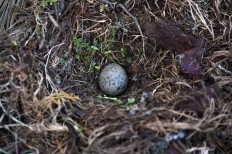 Colored bird, dinosaur eggs in same evolutionary basket
