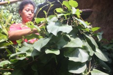 Medicinal herbs underdeveloped, says ministry