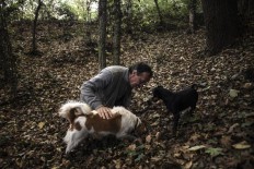 'For the dog, it's a game': Sniffing out truffles in Italy