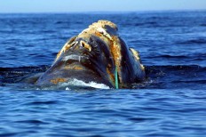 Recovery of endangered whales hampered by humans long after hunting