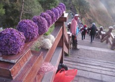 Edelwiss tourist villages to open in Bromo National Park