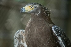 Yogyakarta BKSDA release two crested serpent eagles into wild 