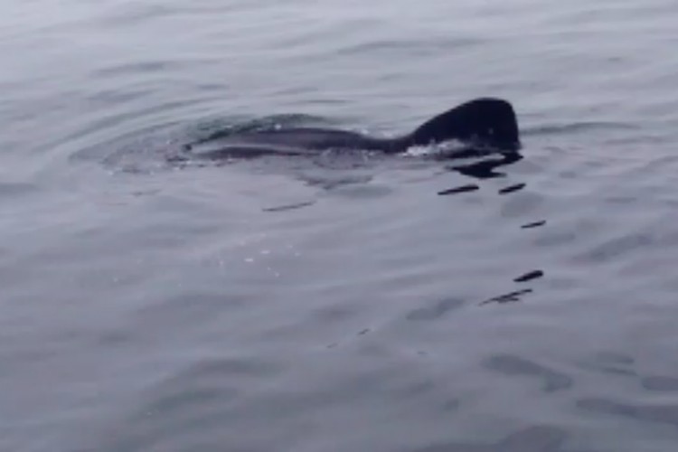 Leopard Shark Spotted In Jakarta Bay City The Jakarta Post